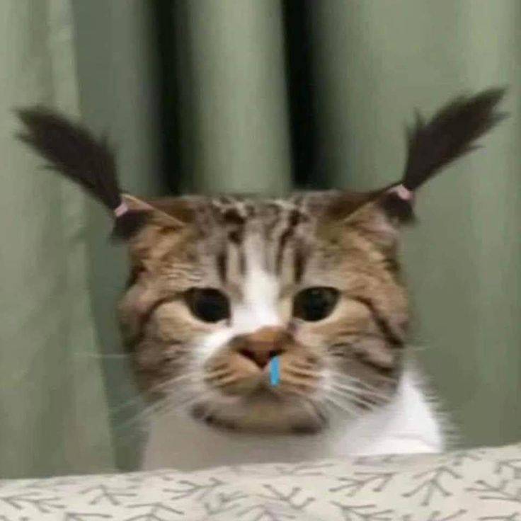 drop-ban-doi-cua-rong